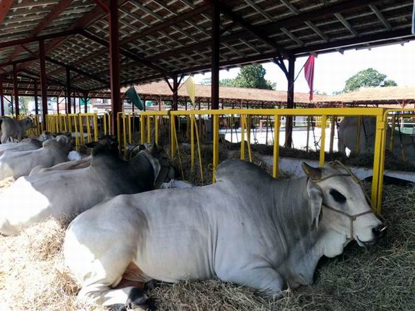 Aumentan los hechos contra la ganadería en Majibacoa 